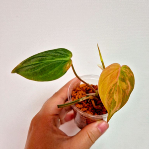 필로덴드론 핑크미칸