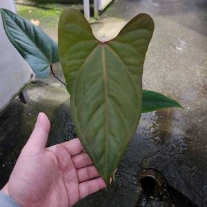 안스리움 포틸레 포르틸레