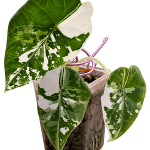 알로카시아 마하라니 알보 바리에가타<안스 호야x>