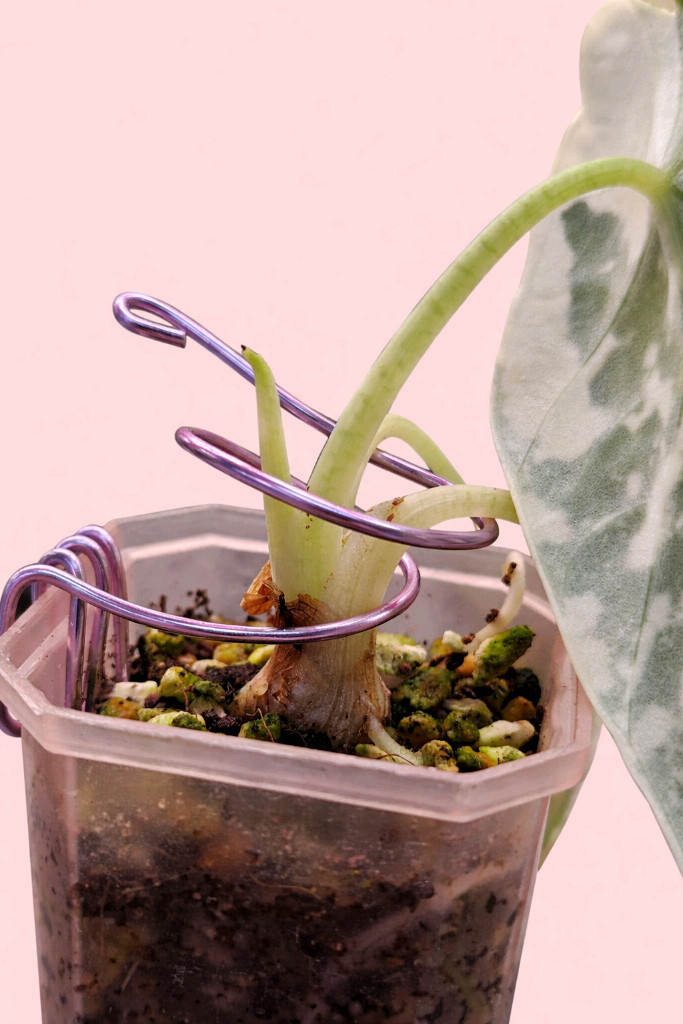 알로카시아 마하라니 알보 바리에가타<안스 호야x>--1