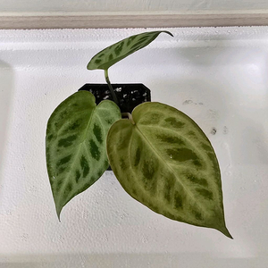 안스리움 엔젤스드림