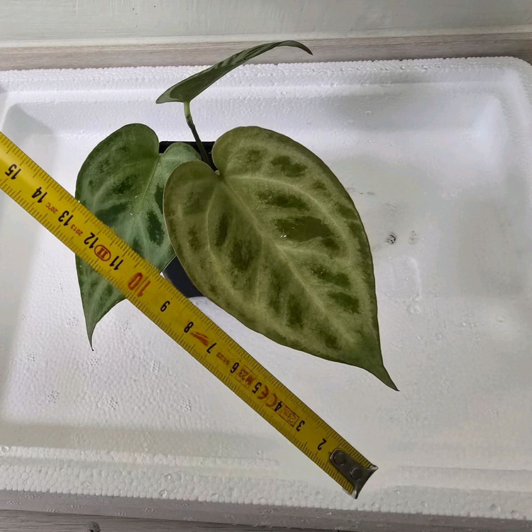 안스리움 엔젤스드림--1