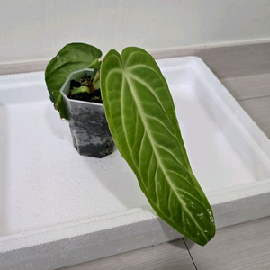 안스리움 빌레나오럼