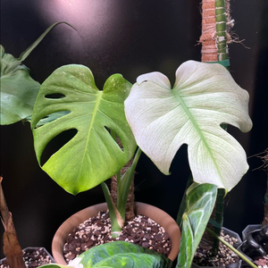 몬스테라 화이트몬스터