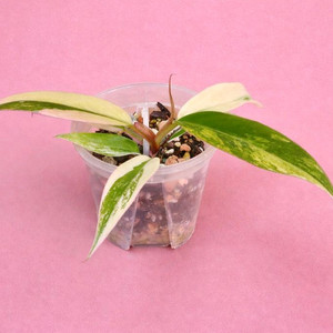 필로덴드론 카라멜마블 바리에가타<알로 안스x>