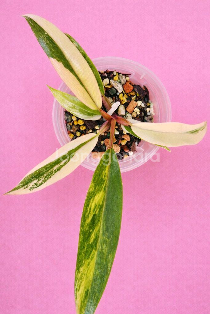 필로덴드론 카라멜마블 바리에가타<알로 안스x>--2