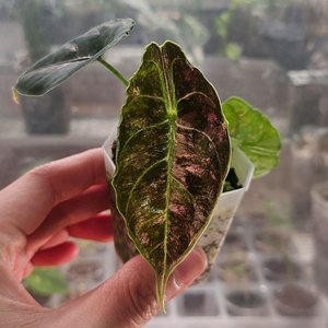 알로카시아 아즈라니 핑크