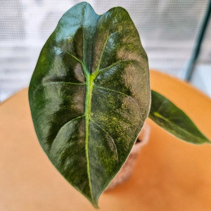 알로카시아 핑크본 바리에가타<안스 호야x>