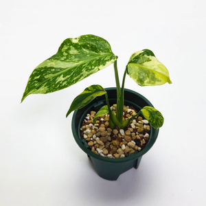 몬스테라 델리시오사 일렉트로라이트 2종류