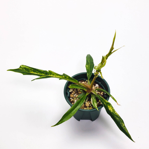 필로덴드론 토텀 바리에가타 3종류