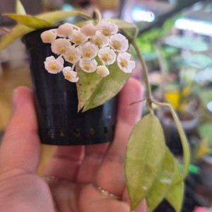 호야라쿠노사골드루나