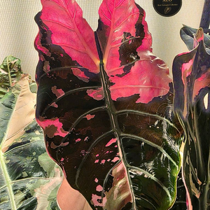 S급 알로카시아 찬트리에핑크 바리에가타 분양