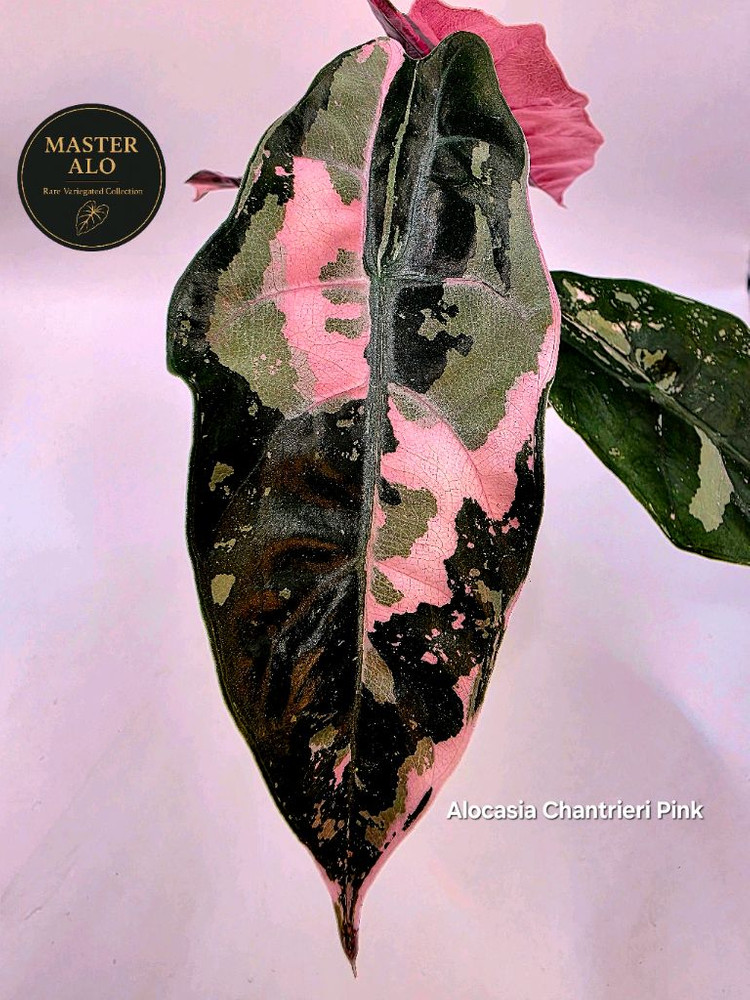 S급 알로카시아 찬트리에핑크 바리에가타 분양--1