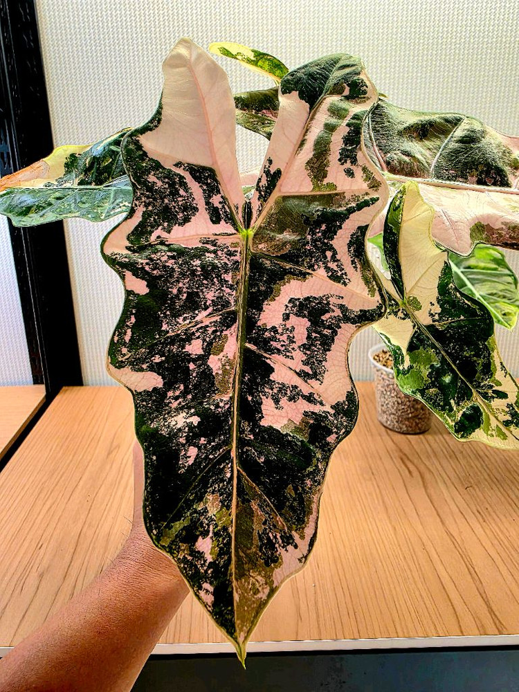 S급 알로카시아 푸세이도 산데리아나 핑크 분양--1