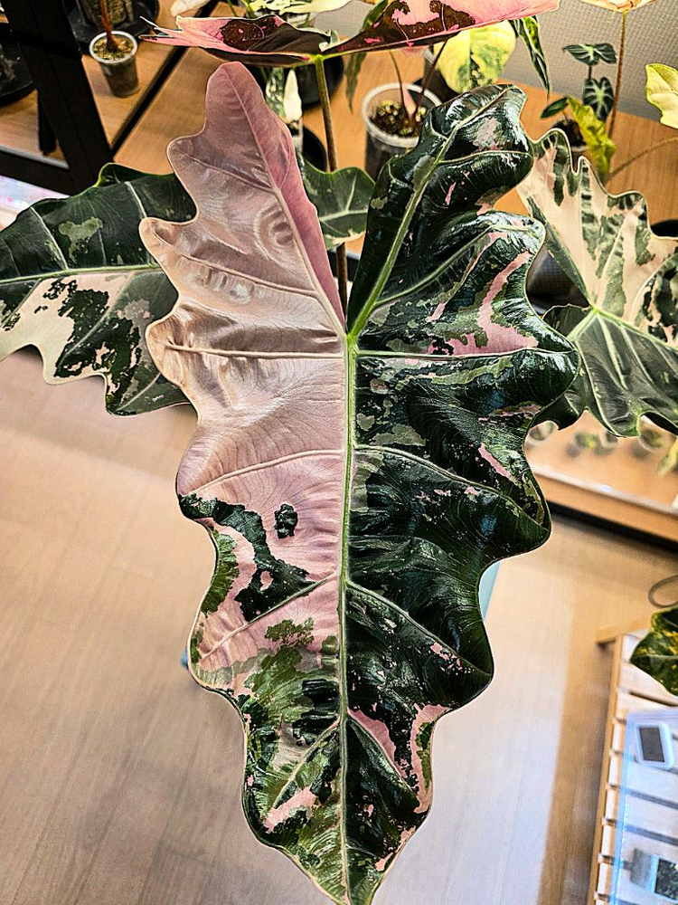 S급 알로카시아 푸세이도 산데리아나 핑크 분양--3