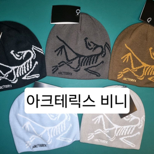 아크테릭스 비니. 버드헤드토크.