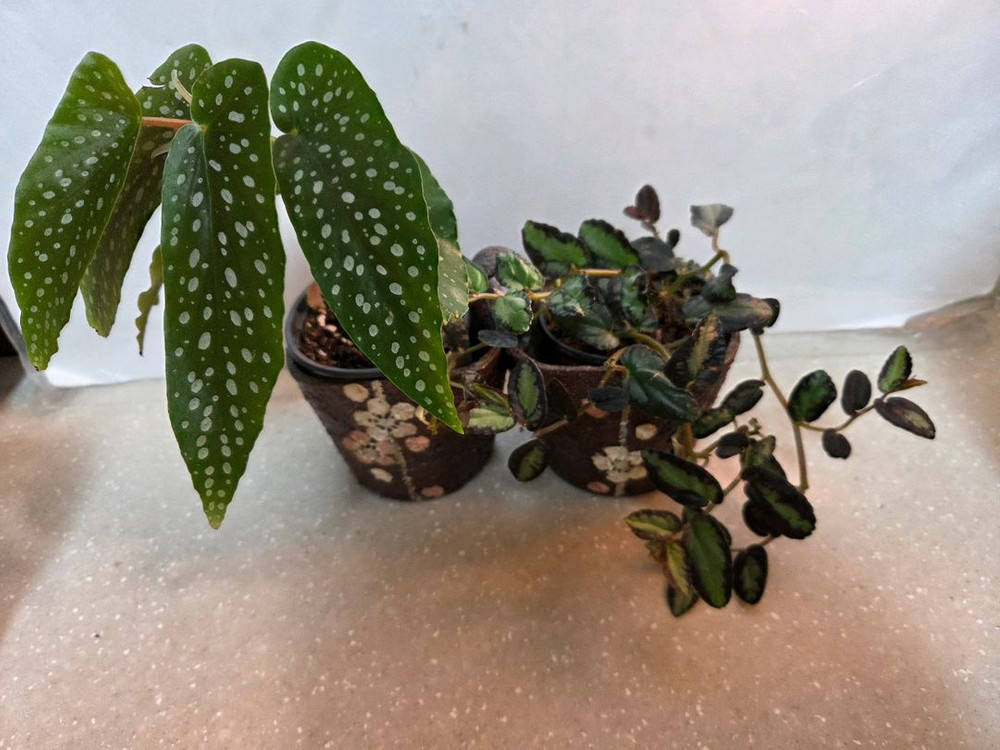 베고니아 타마야. 펠리오니아 리펜스 2종 일괄--0