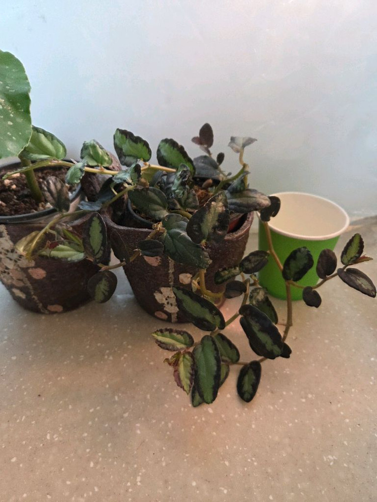 베고니아 타마야. 펠리오니아 리펜스 2종 일괄--1