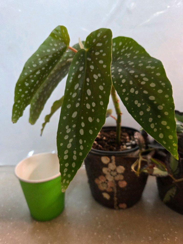 베고니아 타마야. 펠리오니아 리펜스 2종 일괄--2