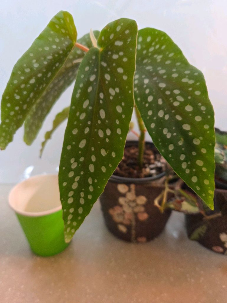 베고니아 타마야. 펠리오니아 리펜스 2종 일괄--3