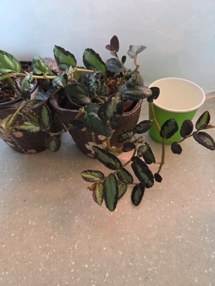 베고니아 타마야. 펠리오니아 리펜스 2종 일괄--4