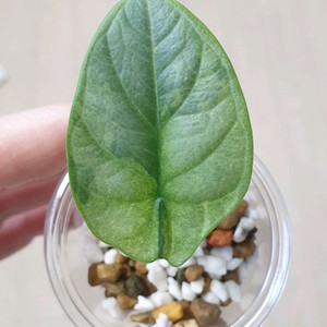 알로카시아 실버드래곤 옐로우 바리에가타