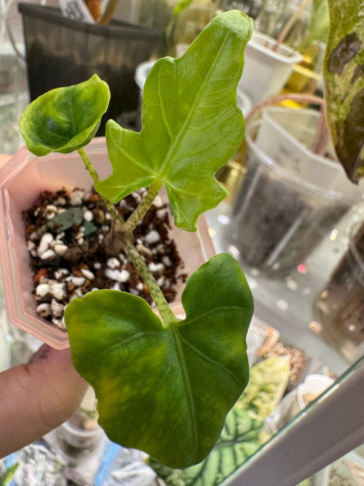 알로카시아 브란시폴리아--0