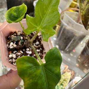 알로카시아 브란시폴리아