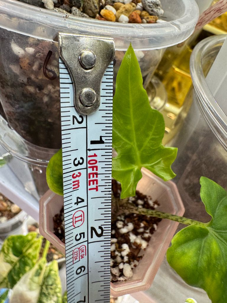 알로카시아 브란시폴리아--3