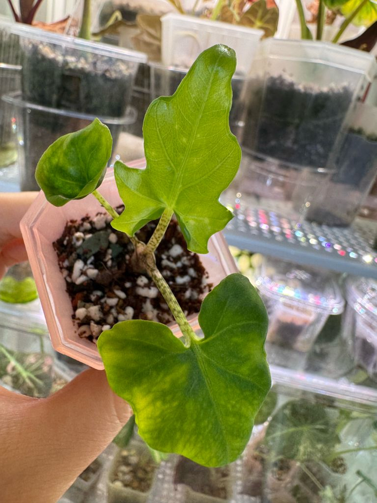 알로카시아 브란시폴리아--5