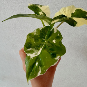 알로카시아 로우라이더 알보 바리에가타