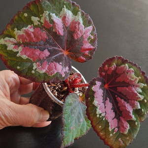 색상굿)) 적암베고니아