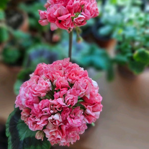 유지스페르세이 러시아제라늄