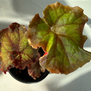 렉스베고니아 ds-에니그마