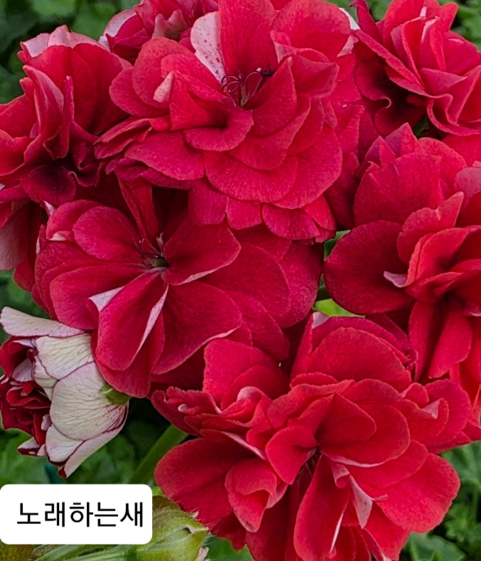 노래하는새 제라늄--0