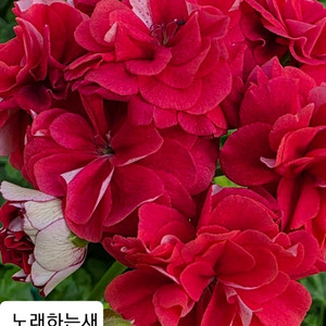 노래하는새 제라늄