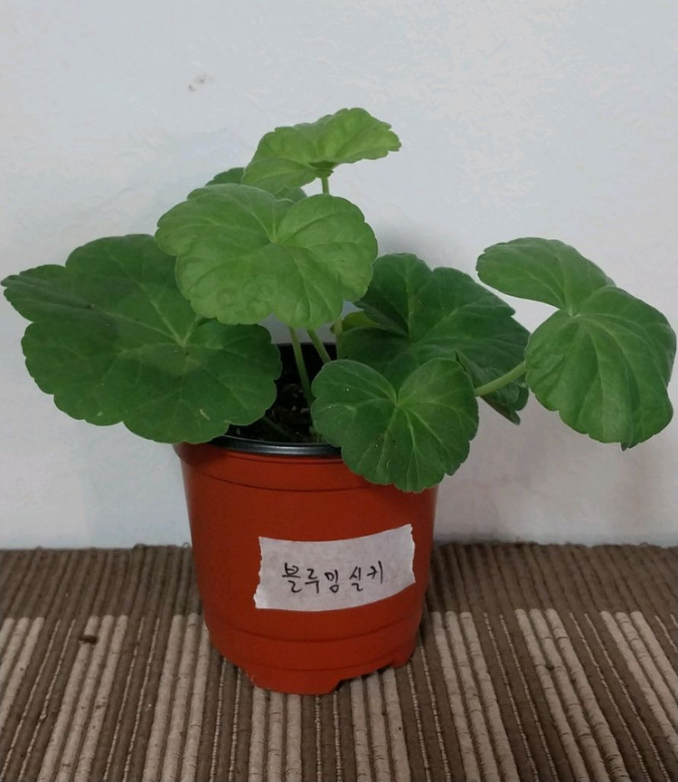 제라늄5종 세트분양--0