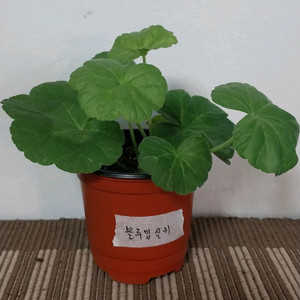 제라늄5종 세트분양