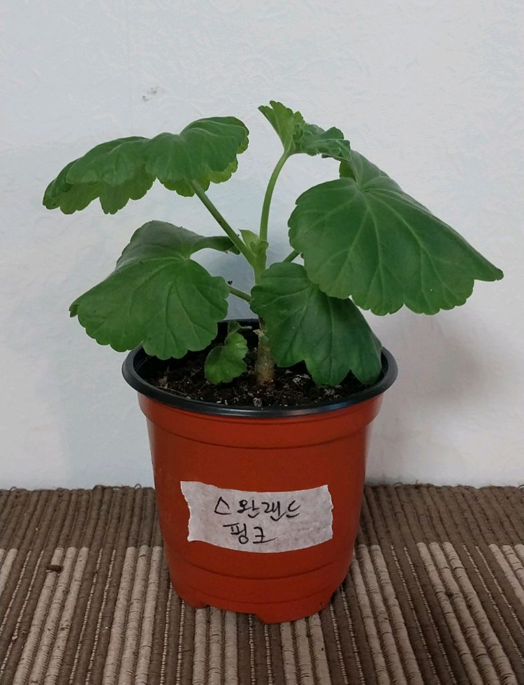 제라늄5종 세트분양--1