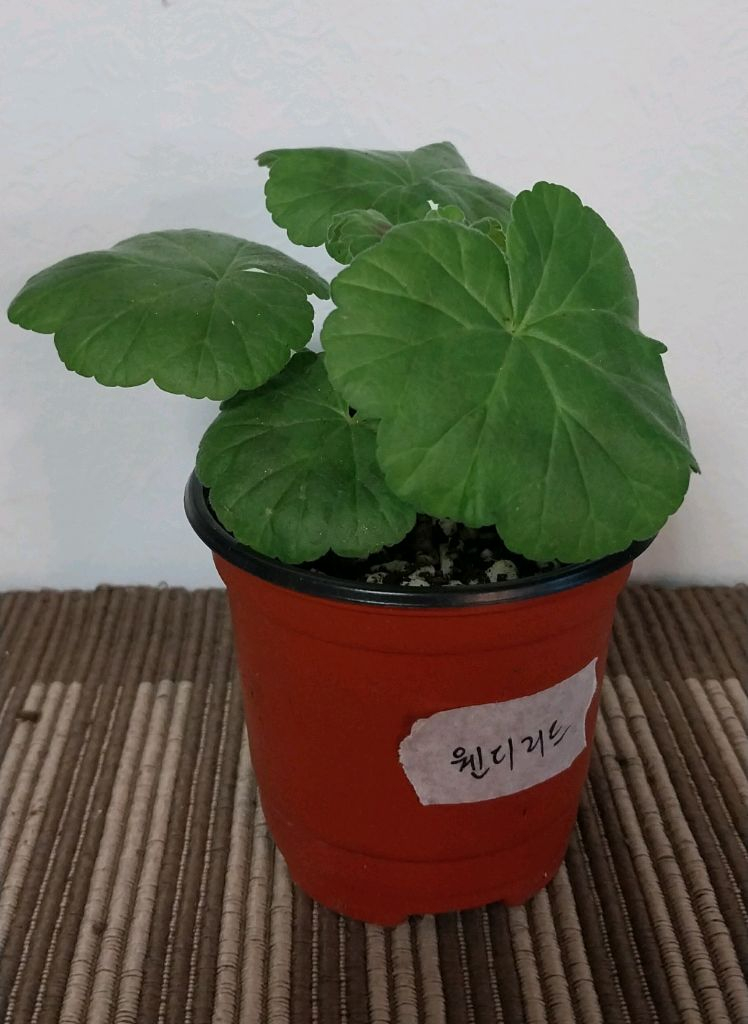 제라늄5종 세트분양--2