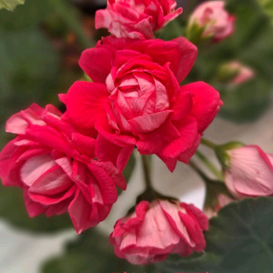 Ta러브스토리외3제라늄