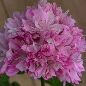 블루퀸즈티아라 스텔라 제라늄