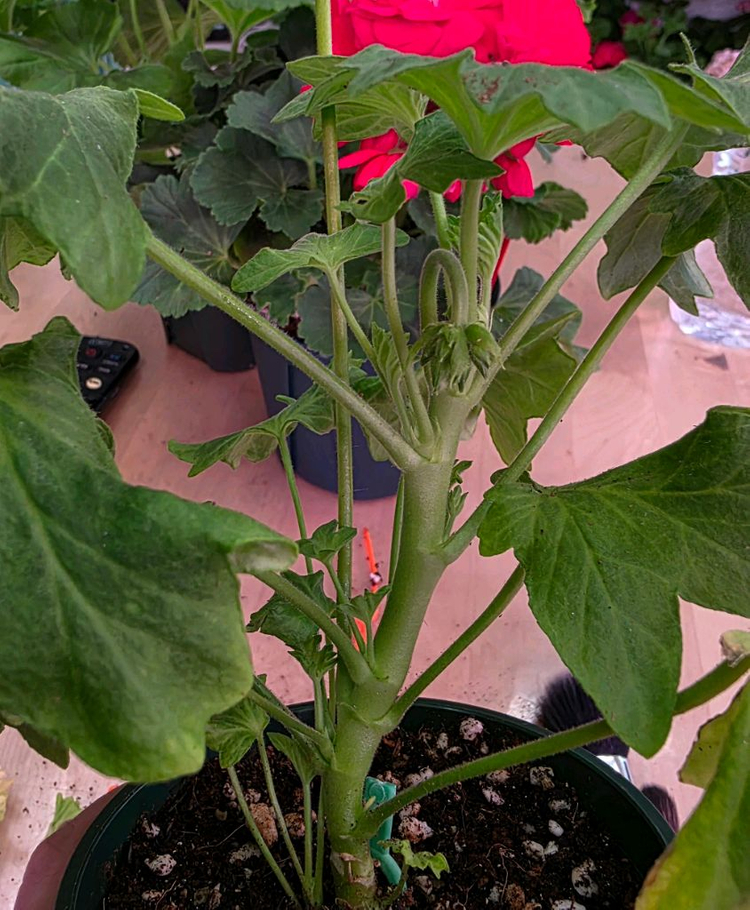 블루퀸즈티아라 스텔라 제라늄--2