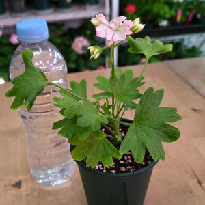 hi 메이드 스텔라 제라늄