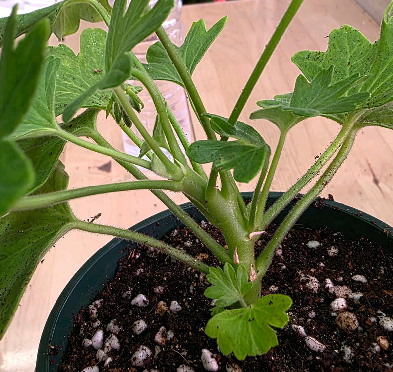 hi 메이드 스텔라 제라늄--2