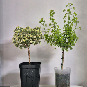 제라늄 흰무늬크리스펌, 시스썬버스트