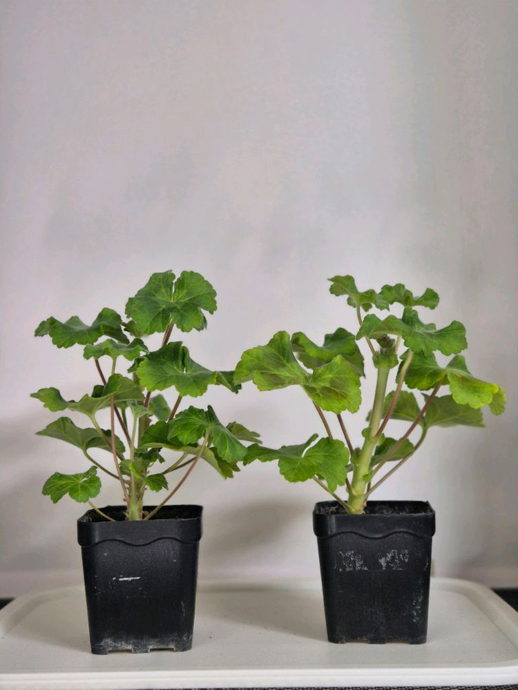 제라늄 물병자리별--0