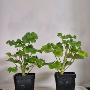 제라늄 물병자리별