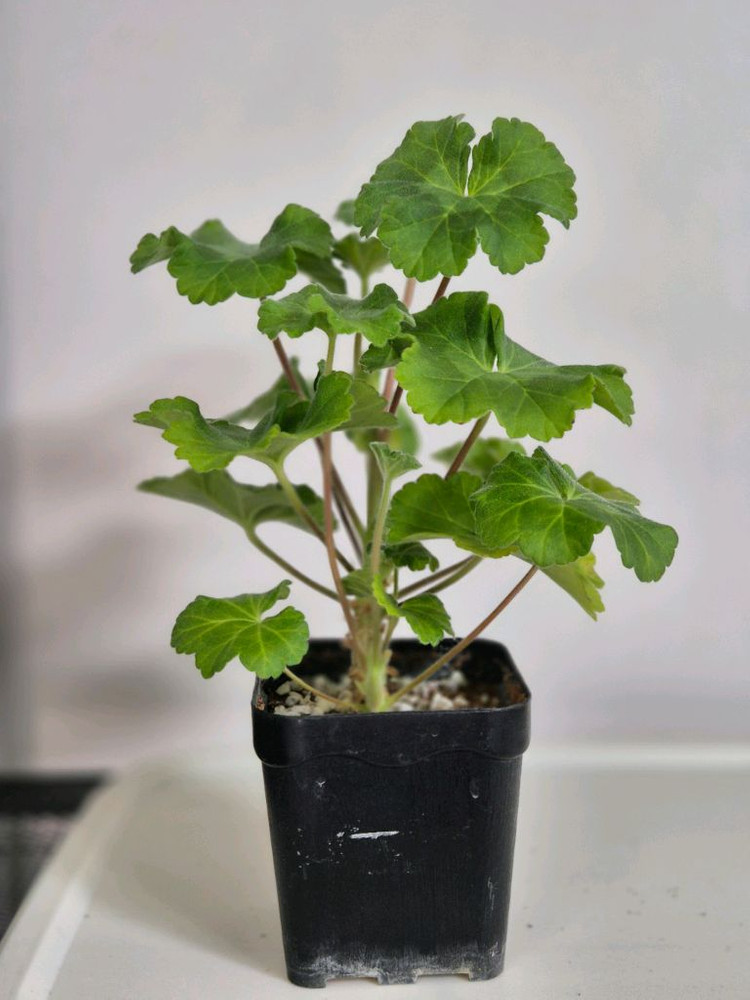 제라늄 물병자리별--1