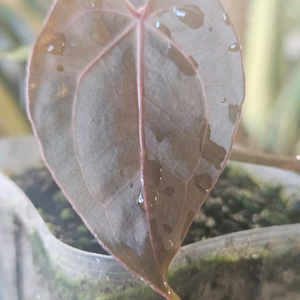 안스리움 NSE 칼라포틸 ㆍ닥터블락 미쉘자라 ㅡ칼라미쉘리움